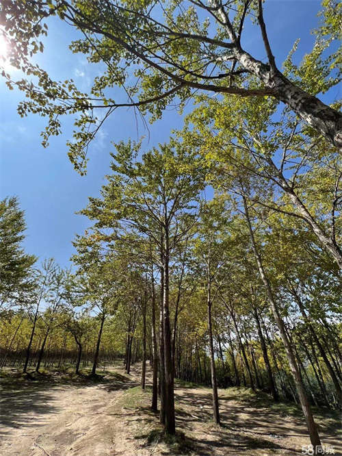 出租城东区地段，可做任何行业